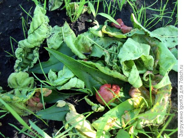 Выращивание персика в условиях средней полосы. Личный опыт читателя