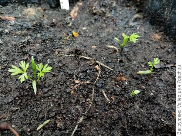 Морковь 'Парижская Каротель' от агрофирмы