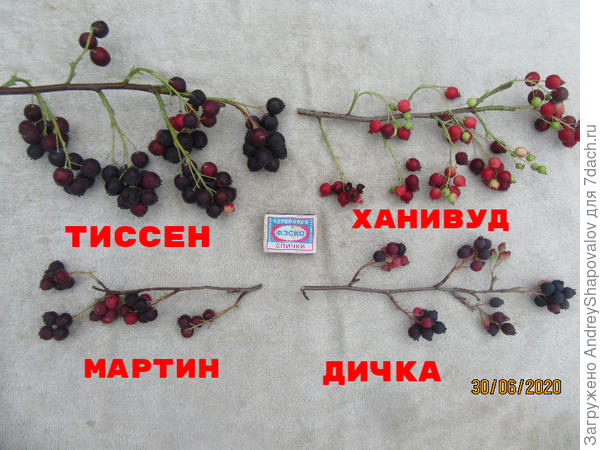 Ирга Тиссен: описание сорта, фотографии