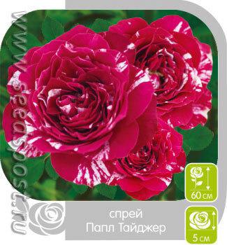 Розы Спрей. Сорта