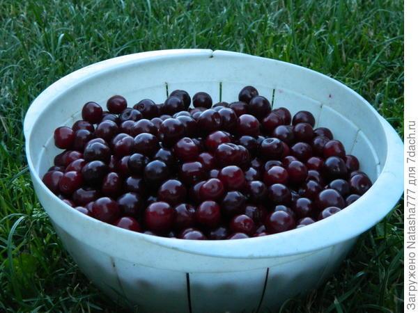 Мой маленький сад: урожай ягод и фруктов
