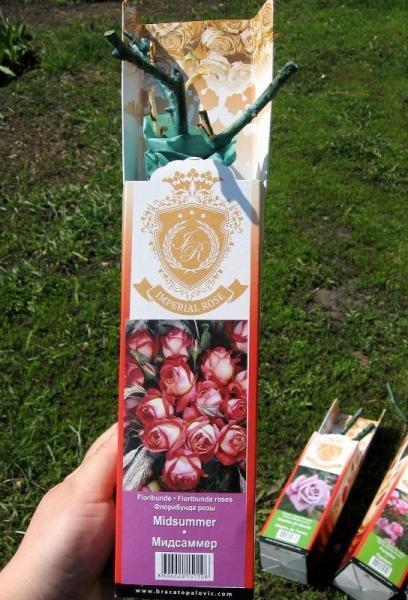 Пополнение в мой розарий. Часть вторая: саженцы из питомника "Братья Топалович"