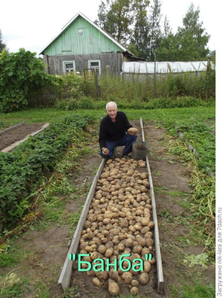 Урожай из семян НПО "Сады России"