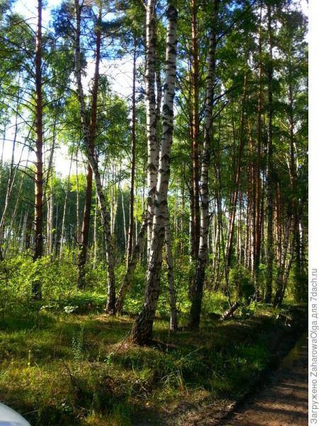Прогулка по сказочному лесу...