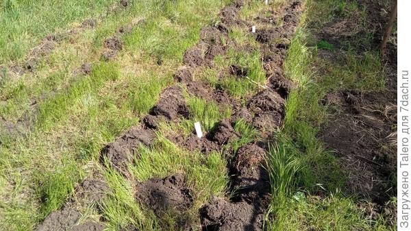 «Загорели руки в тёмное»... и другие дачные ведомости