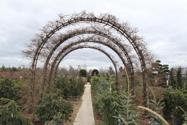 Экскурсия в садовый центр Imperial Garden