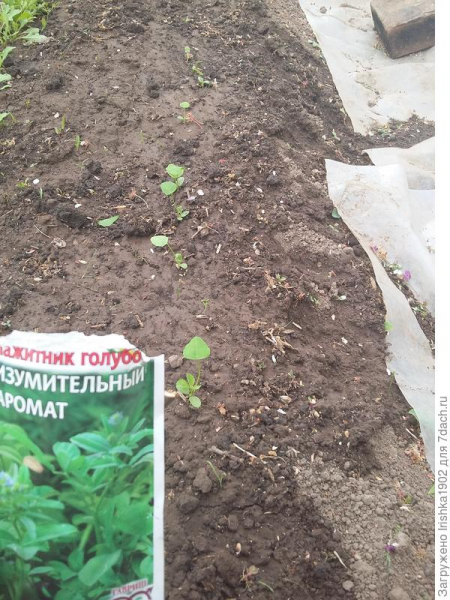 Пажитник голубой Изумительный аромат. Тест на всхожесть