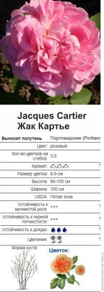 Посылка с розами от Татьяны Максимовской. "Океан роз". Отзыв с фото