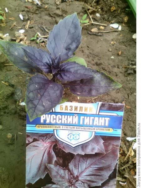 Базилик Русский гигант. Пересадка в ОГ