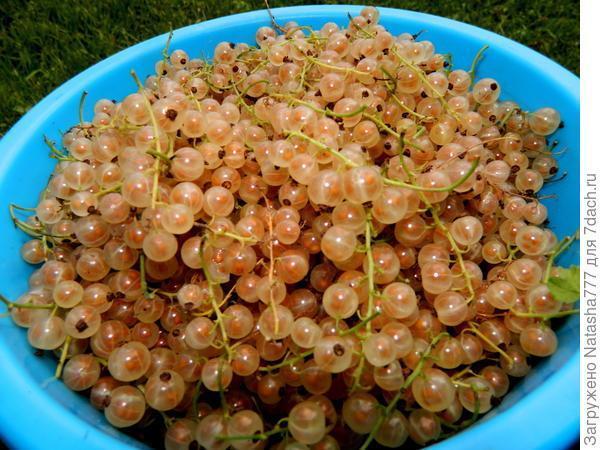 Мой маленький сад: урожай ягод и фруктов