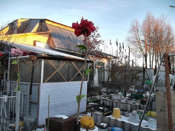 Какие культуры и сорта планирую для своего огорода в будущем сезоне