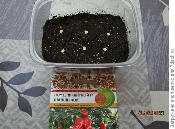 Пикантный перец "Шашлычок".  Быстрый старт