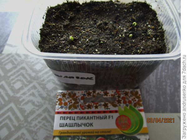 Пикантный перец "Шашлычок".  Быстрый старт