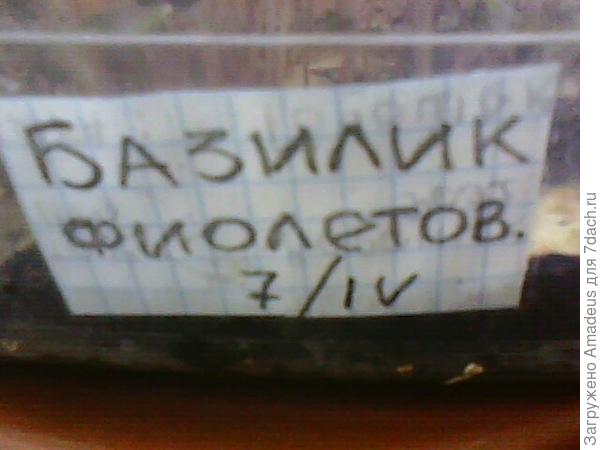 Базилик фиолетовый. Рост и развитие рассады