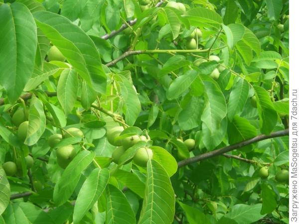 Грецкий орех: Посадка, выращивание и уход