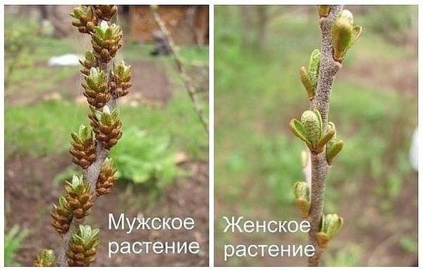 Облепиха: посадка, выращивание, уход