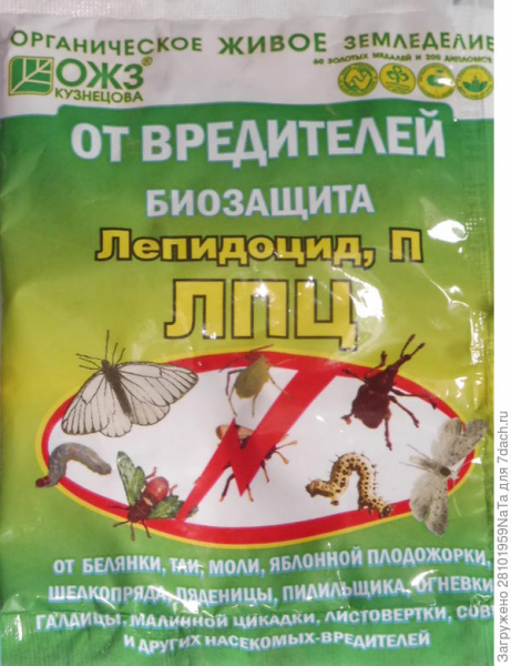 Вишня Владимирская дала нам хороший урожай. Описание сорта, выращивание. Фото