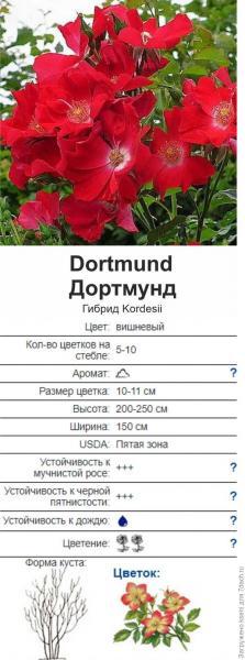Посылка с розами от Татьяны Максимовской. "Океан роз". Отзыв с фото