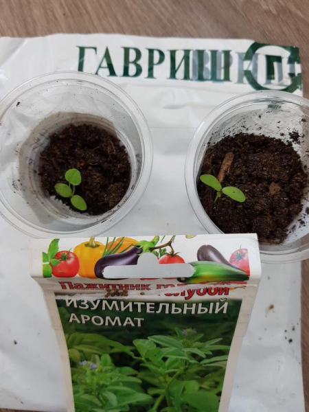 Пажитник голубой Изумительный аромат. Уход. Настоящие листочки