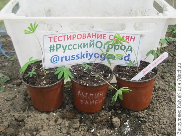 Люпин 'Бамбини': от пикировки до высадки в грунт