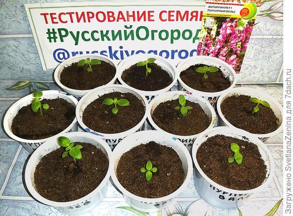 Львиный зев в "Пурпурном вальсе" выехал на ПМЖ