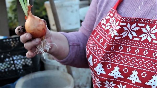 Выгонка лука в специальных ящиках: опыт Юлии Миняевой