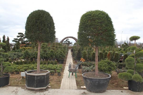 Экскурсия в садовый центр Imperial Garden
