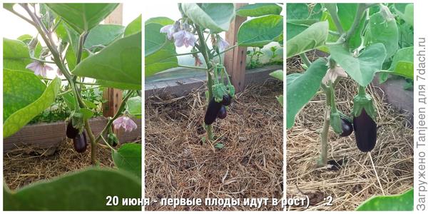 Баклажаны для теплицы. Подкормки, поливы, мульчирование. Фотографии