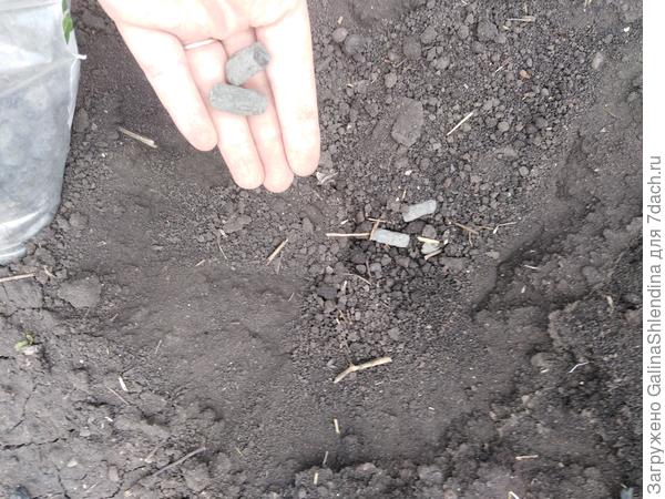 Развитие и посадка в ОГ томатов 'Черничный пломбир'
