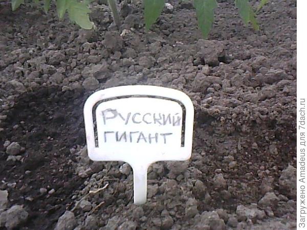 Базилик Русский гигант. Высадка в теплицу и открытый грунт
