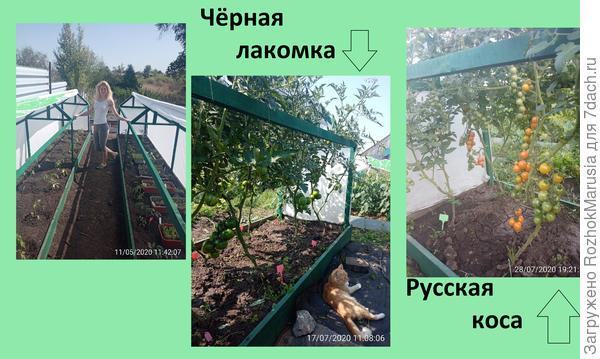 Чёрный, красный, золотой - всех попробуем гурьбой! Мы уже продегустировали свои томаты от "Аэлиты"!