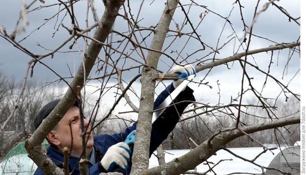 Обрезка в плодовом саду: дайджест полезных материалов сайта