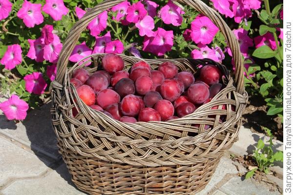 Слива русская (Алыча гибридная) "Кубанская комета". Описание сорта, уход. Фото