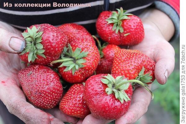 Размножение земляники садовой (клубники). Что выбрать: саженцы с ОКС или ЗКС