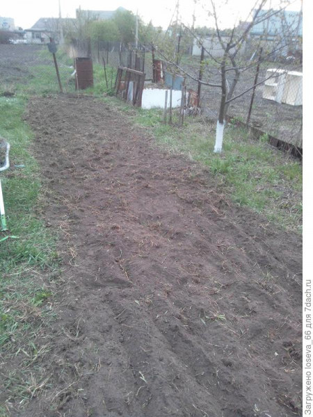 Мой пока еще совсем не идеальный огород