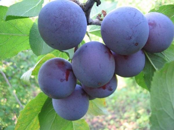 Слива: описание популярных сортов слив