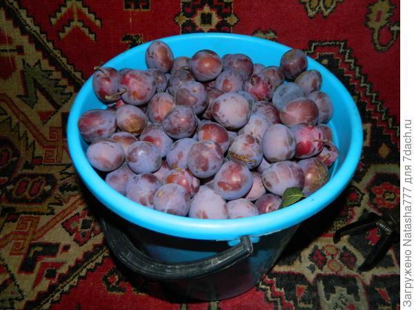 Мой маленький сад: урожай ягод и фруктов