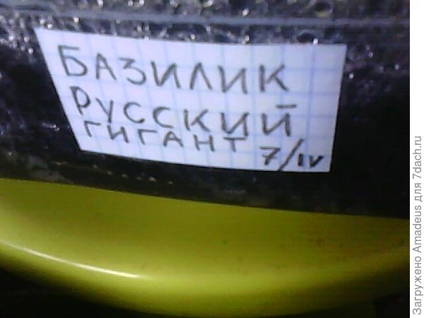 Базилик Русский гигант. Тест на всхожесть (продолжение)