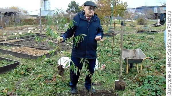 Как сохранить саженцы до весны - вертикальный "прикоп-посадка"